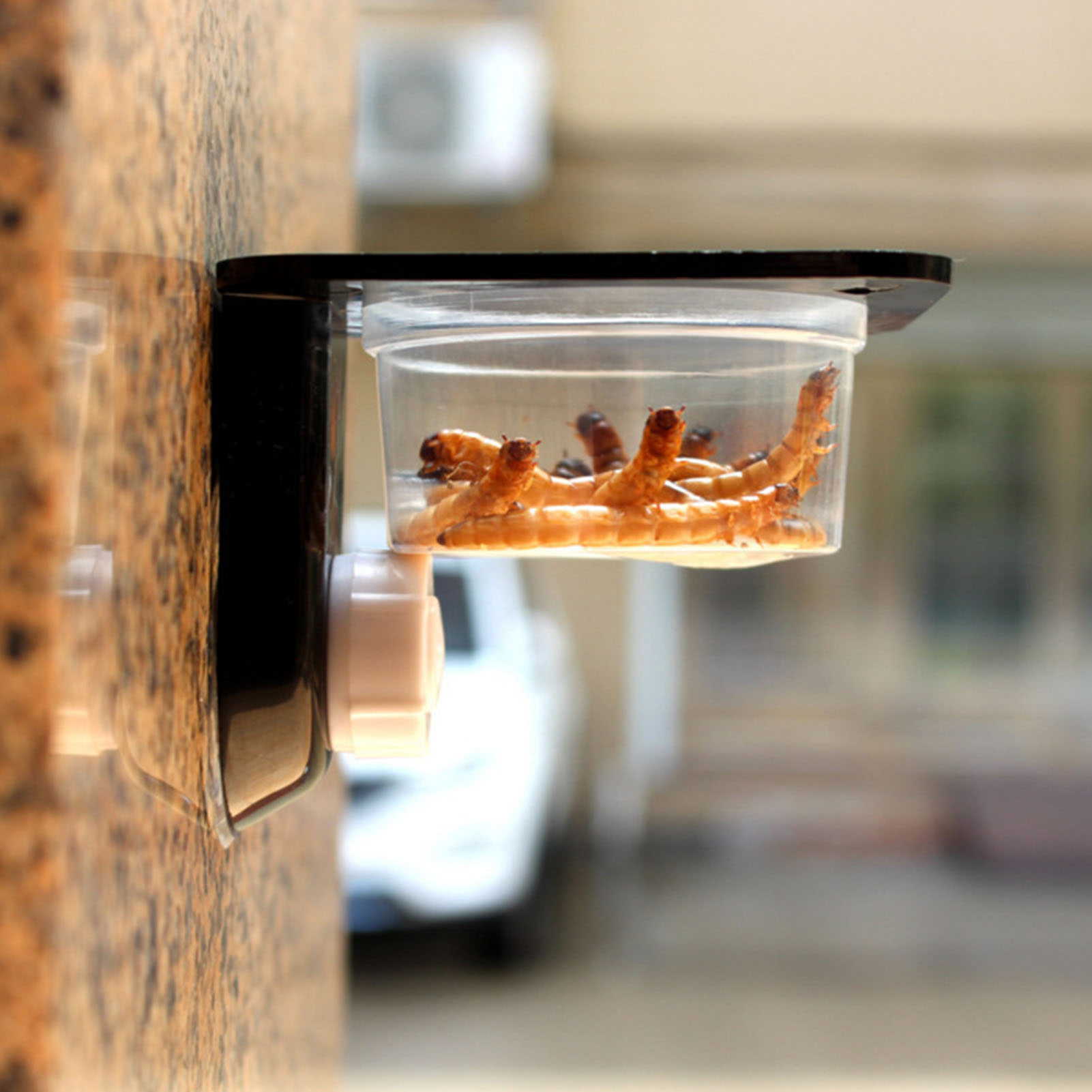Crested Gecko Feeding Ledge Mi – Water Dish Reptile recenzja i cena